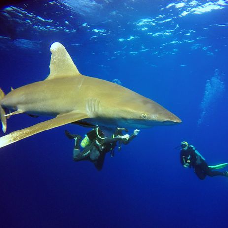 PADI Shark Conservation