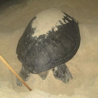 Sea Turtle in the Nesting Ground