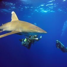PADI Shark Conservation