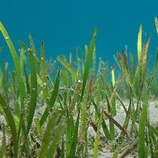 Seagrass Conservation
